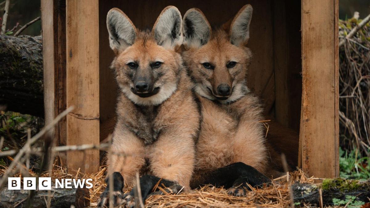 Two maned wolves sitting on straw under a wooden shelter. They are an orange-fawn colour and have large ears with white fur inside.
