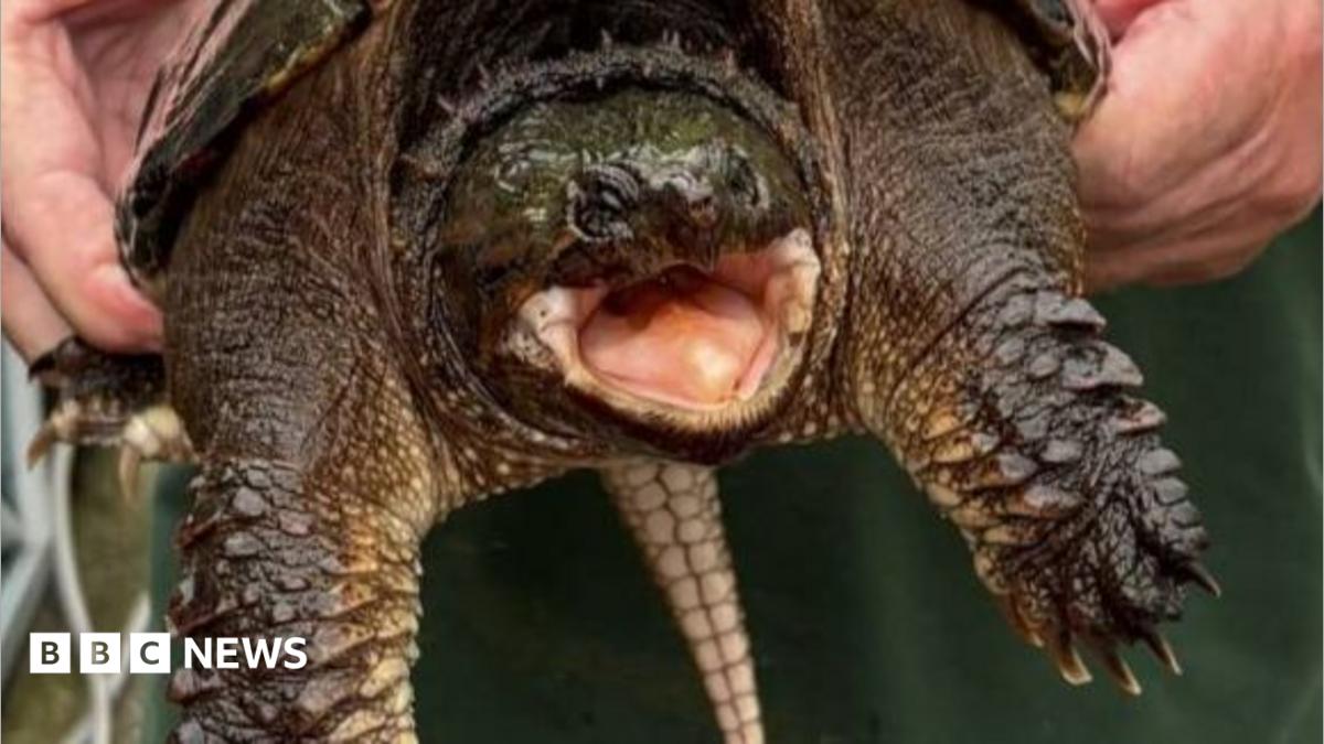 Snapping turtle with his mouth open