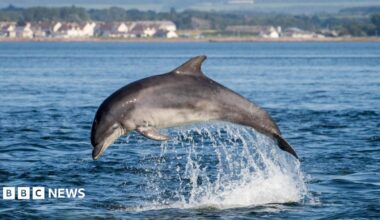 A bottlenose dolphin breaches on a sunny day in the Moray Firth, Scotland. Photo taken from Chanonry Point, Black Isle. The village of Ardersier can be seen in the background.