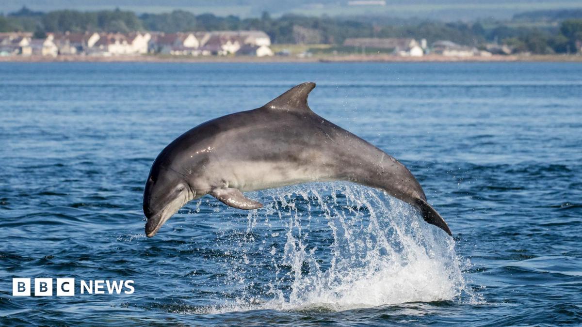 A bottlenose dolphin breaches on a sunny day in the Moray Firth, Scotland. Photo taken from Chanonry Point, Black Isle. The village of Ardersier can be seen in the background.