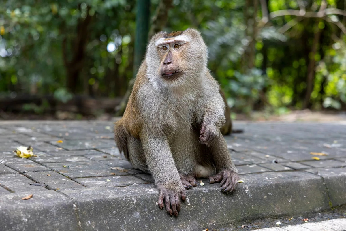 Watch a Kind Woman Share Ice Cream with a Patient Monkey — A Heartwarming Moment