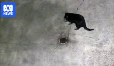 Runaway Gold Coast Tasmanian devil Mary recaptured after two-week search