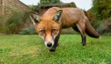Starving Fox Waits Hours for a Meal, Then a Kind Woman Changes Everything