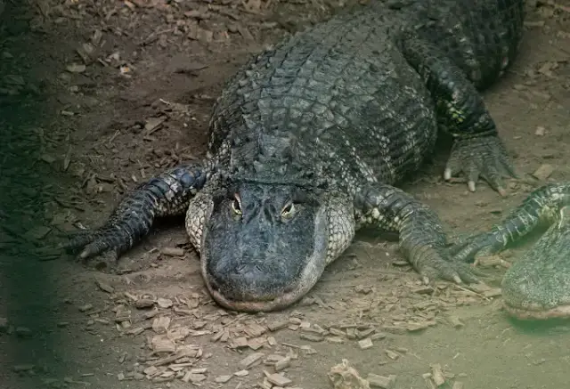 The three-year-old boy's condition is now described as 'stable' in a welcome update on his condition (Johnsons Zoo)