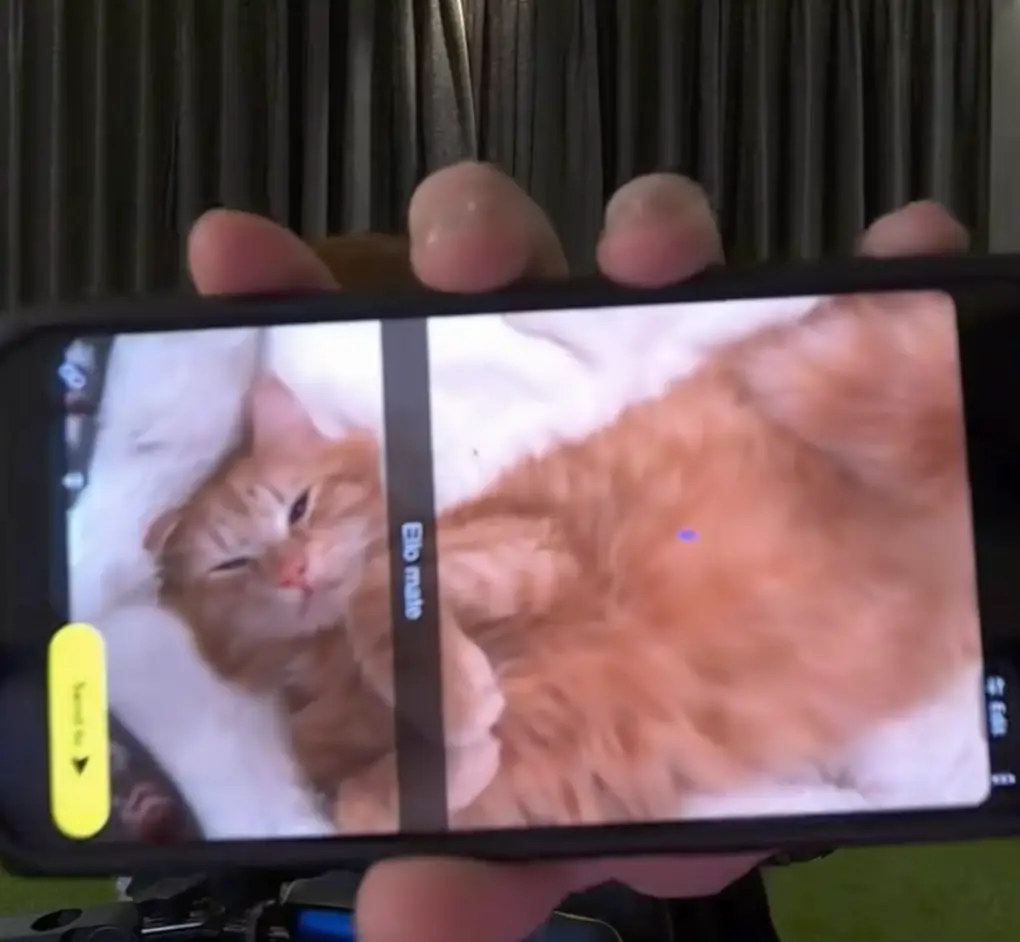 Angry Ginge shared a picture of his cat Herbet (TikTok/@angrygingeh13)