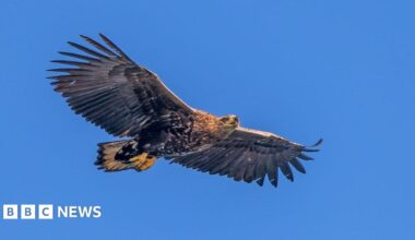 A juvenile white-tailed eagle in flight with a blue sky background