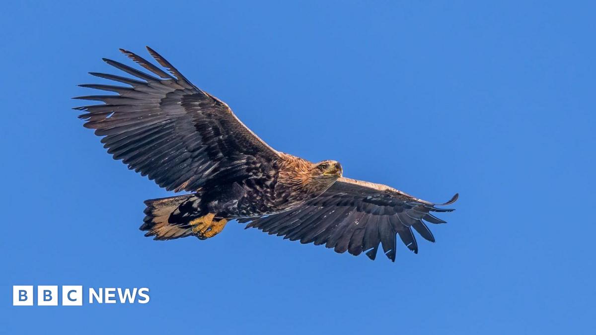 A juvenile white-tailed eagle in flight with a blue sky background