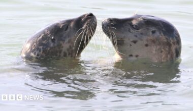 Two seals with their heads above water