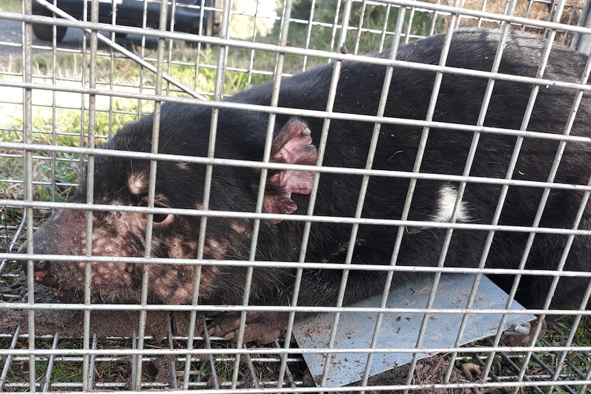 an adult Tasmanian Devil crouches in a metal cage