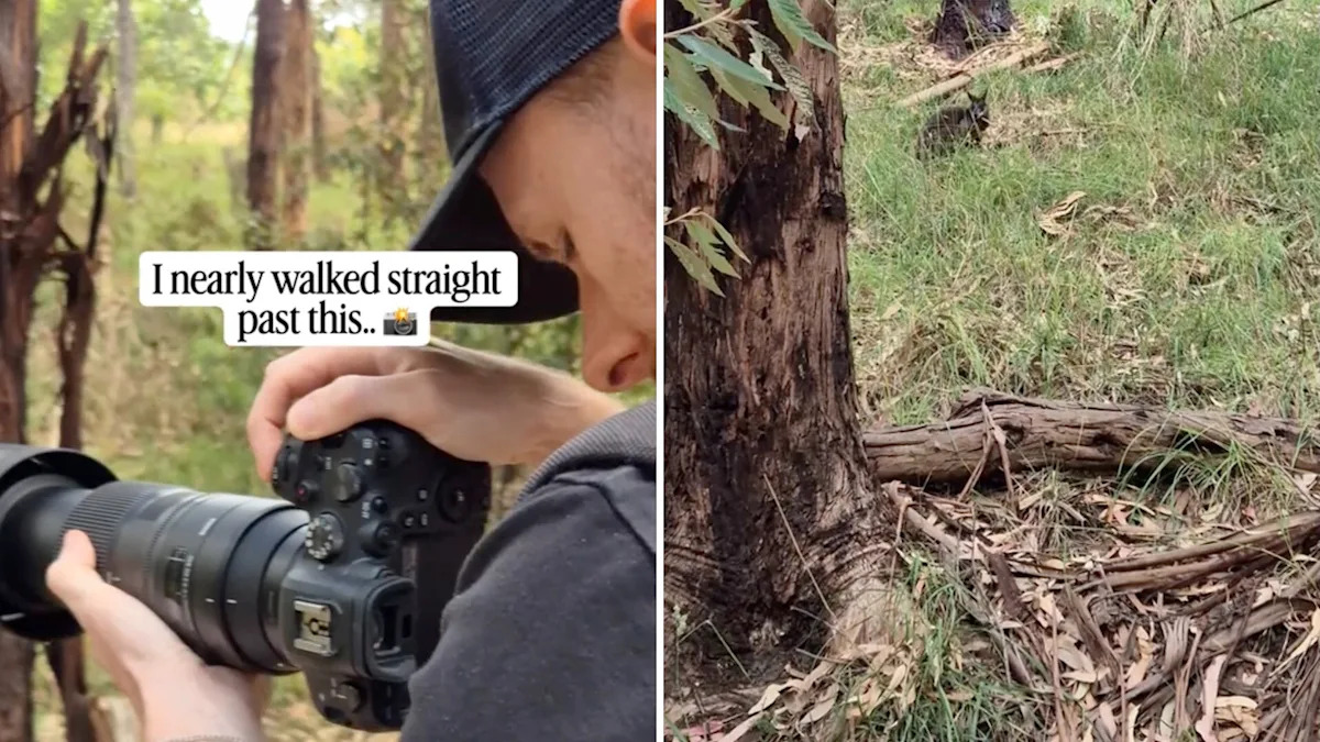 Wildlife photographer almost walks straight past animal hidden in plain sight