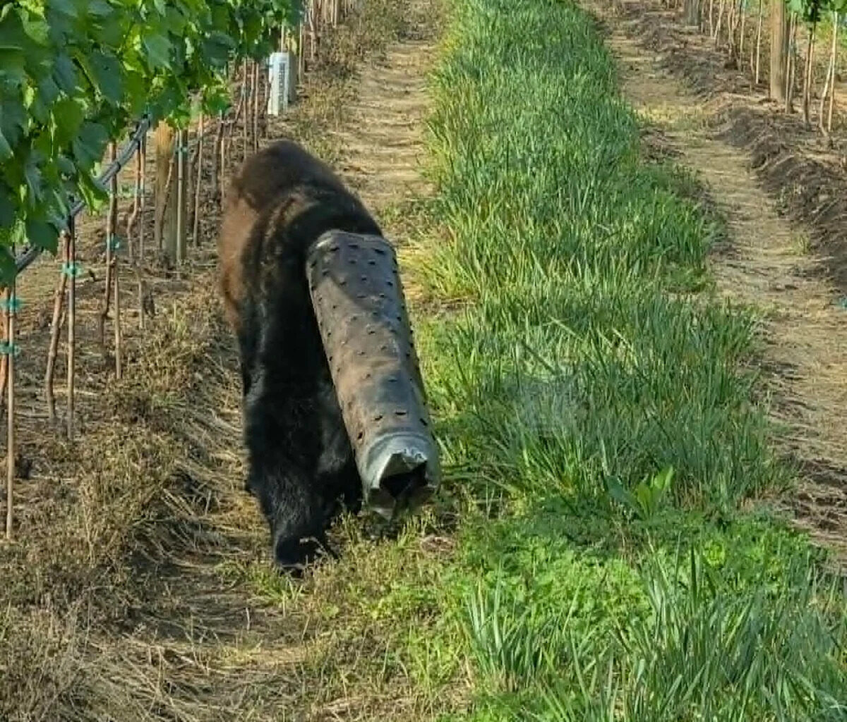 Bear wandering around with pipe stuck on head rescued by conservation officers