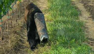 Bear wandering around with pipe stuck on head rescued by conservation officers