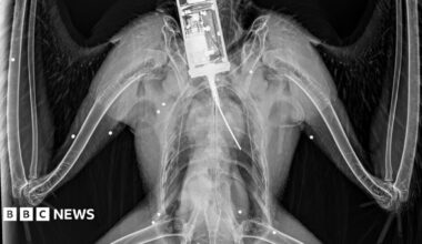 An X-Ray of a golden eagle with little white spots where shotgun pellets have lodged