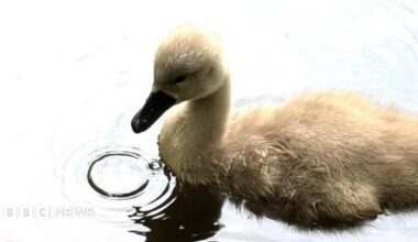 A baby swan, with white feathers, sits on water with a droplet spreading on the water beneath its beak.