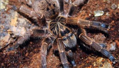The blue-footed baboon spider is being illegally traded on global exotic pet markets.