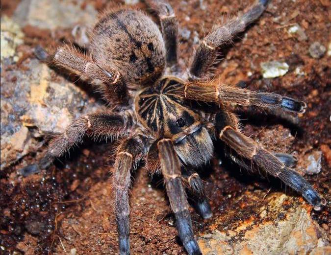 The blue-footed baboon spider is being illegally traded on global exotic pet markets.