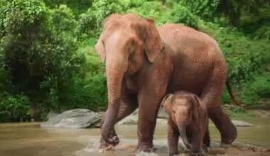 Elephant Conservation in Nigeria: Agbaibor's Rescue Story