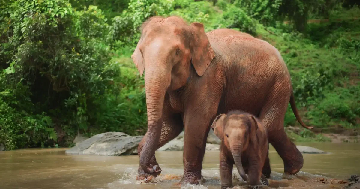 Elephant Conservation in Nigeria: Agbaibor's Rescue Story