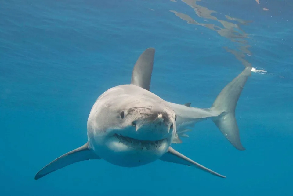 A great white shark in the water