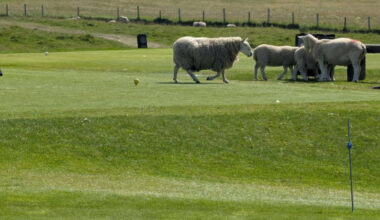 Why are there farm animals on this Scottish golf course?
