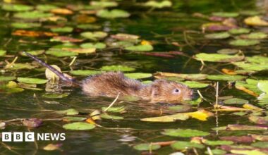 A water vole swims through still water covered with lily pads and floating leaves, its head and back visible above the surface as it moves between the vegetation.