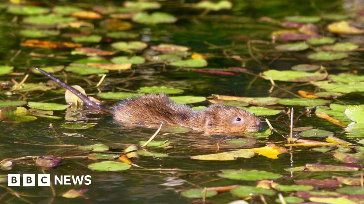 A water vole swims through still water covered with lily pads and floating leaves, its head and back visible above the surface as it moves between the vegetation.