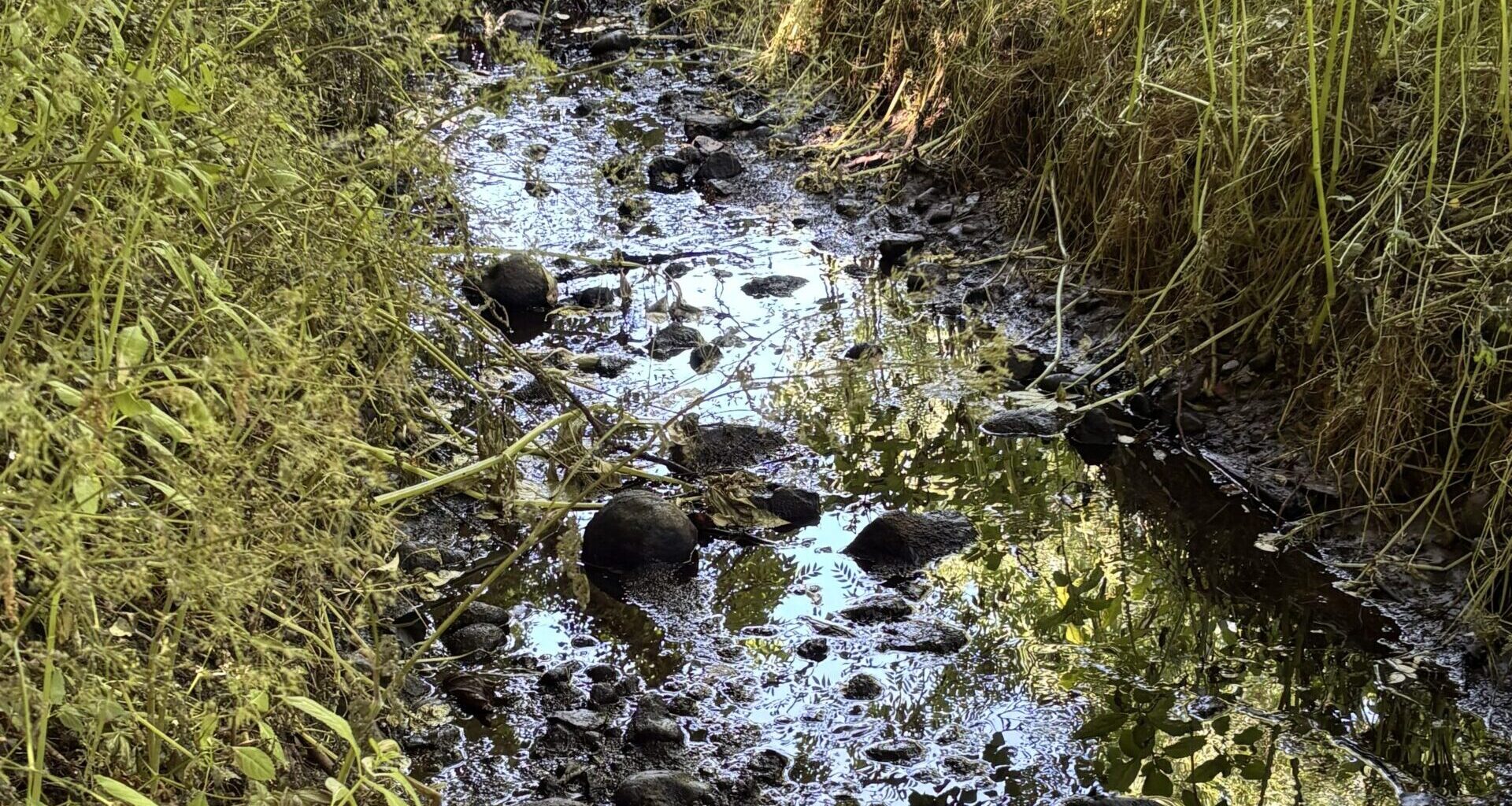 River pollution that affected tap water supplies described as a small-scale environmental disaster | YorkMix
