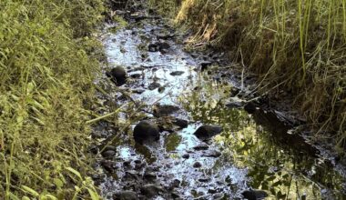 River pollution that affected tap water supplies described as a small-scale environmental disaster | YorkMix