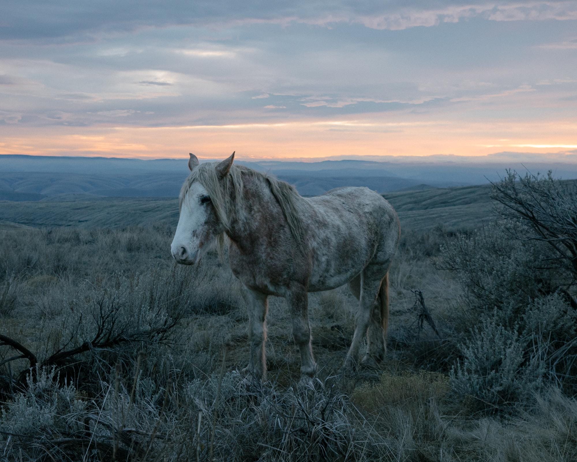 a photograph by Brendon Burton of a horse grazing on a mountain at dusk