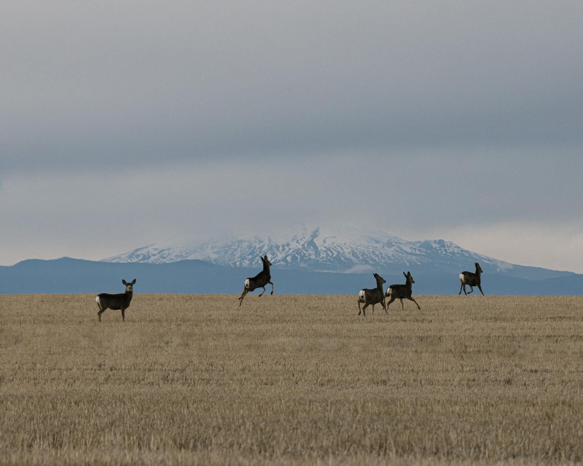 a photograph by Brendon Burton of fiver deer scampering across a flat, grassy area with a snow-capped mountain in the background