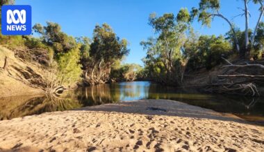 Suspected saltwater crocodile takes dog at Flinders River near Richmond