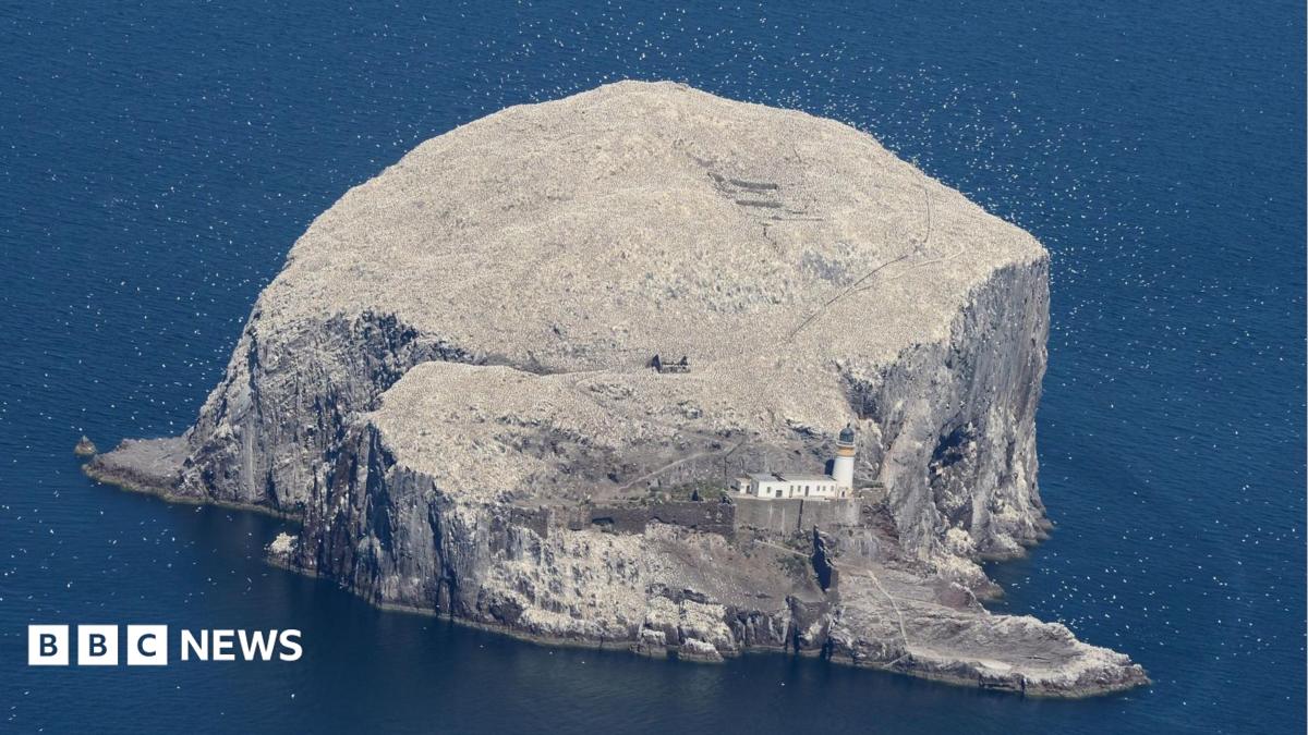 A large island rock with a lighthouse to the front, covered in white birds.