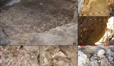 Copper Age children in Spain suffered widespread respiratory disease, skeletal study suggests
