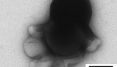 The octopus-like nanobots that can attack and kill cancer cells | News Tech