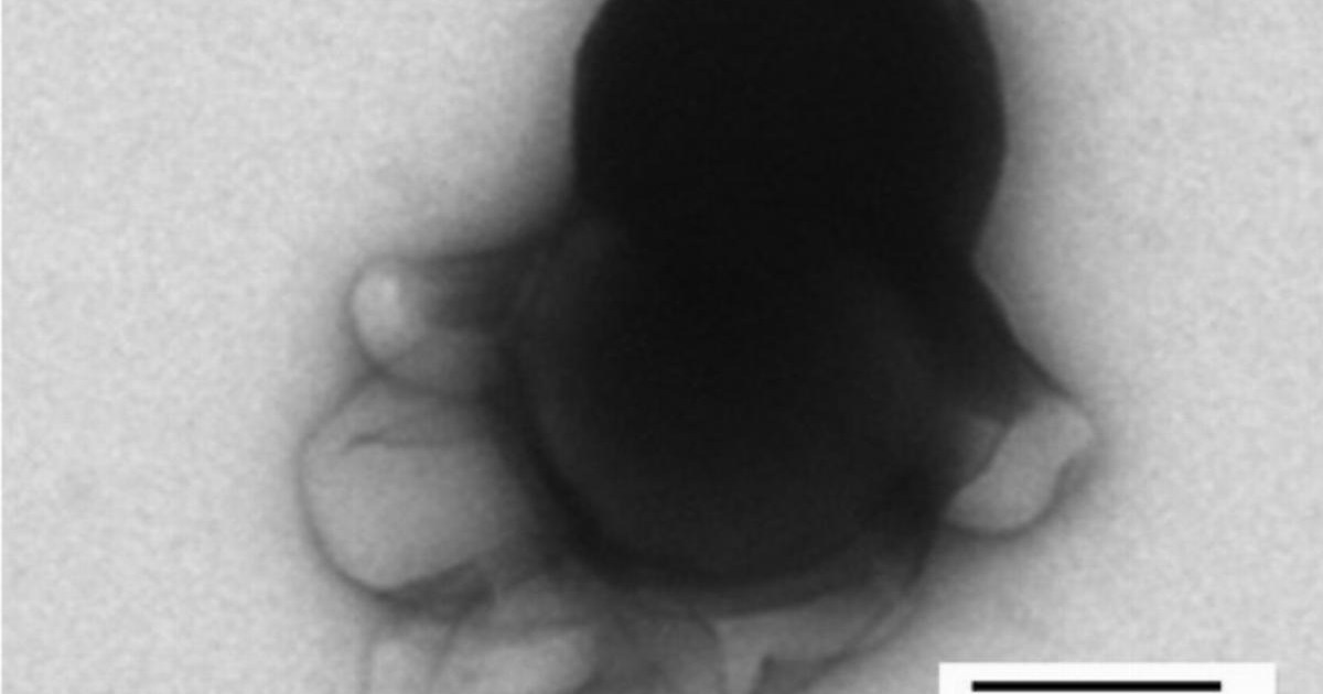 The octopus-like nanobots that can attack and kill cancer cells | News Tech