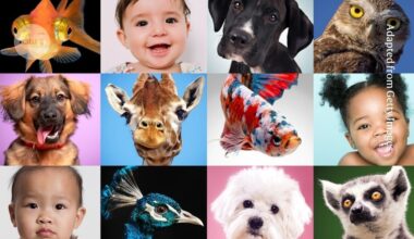 Can an army of babies and dogs rescue psychology from its reproducibility crisis?