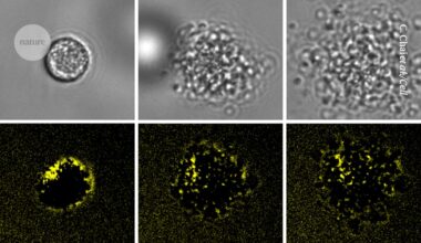 Bang! Exploding immune cells splatter potent toxins everywhere
