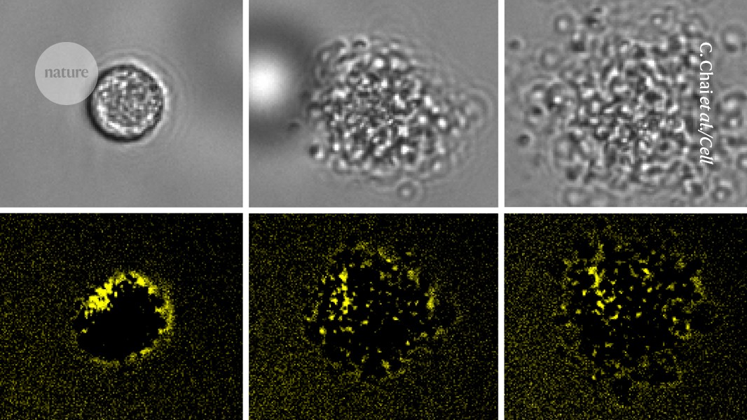 Bang! Exploding immune cells splatter potent toxins everywhere