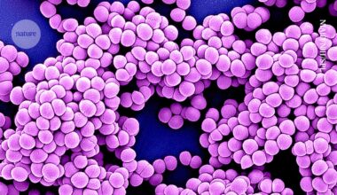AI is taking on antibiotic resistance — here’s how