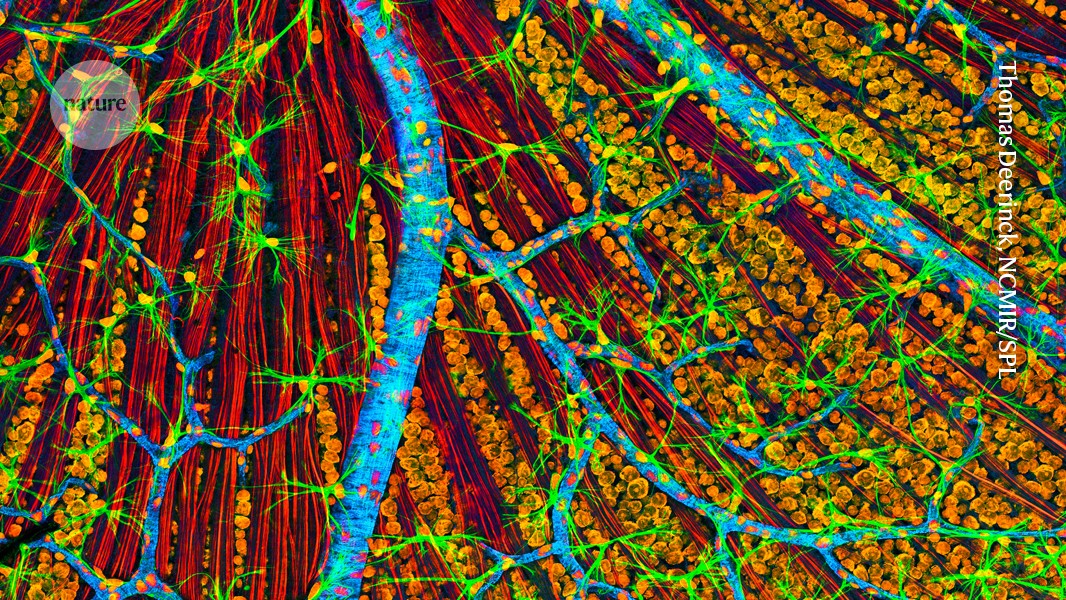 World-first: therapy to make cells young again given to a person