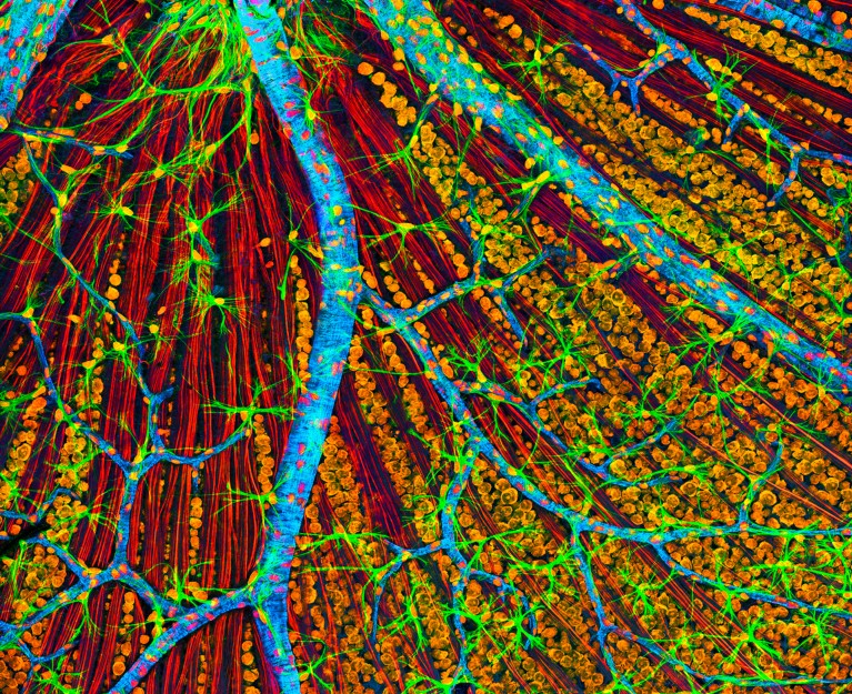 A confocal light micrograph of the retina showing branching blue blood vessels, fine green glial cells and clusters of orange ganglion cells over red optic nerve fibres