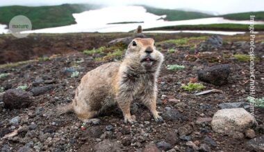Ancient ground squirrels feasted on carcasses like ‘zombies of the Pleistocene’
