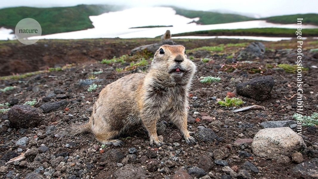 Ancient ground squirrels feasted on carcasses like ‘zombies of the Pleistocene’