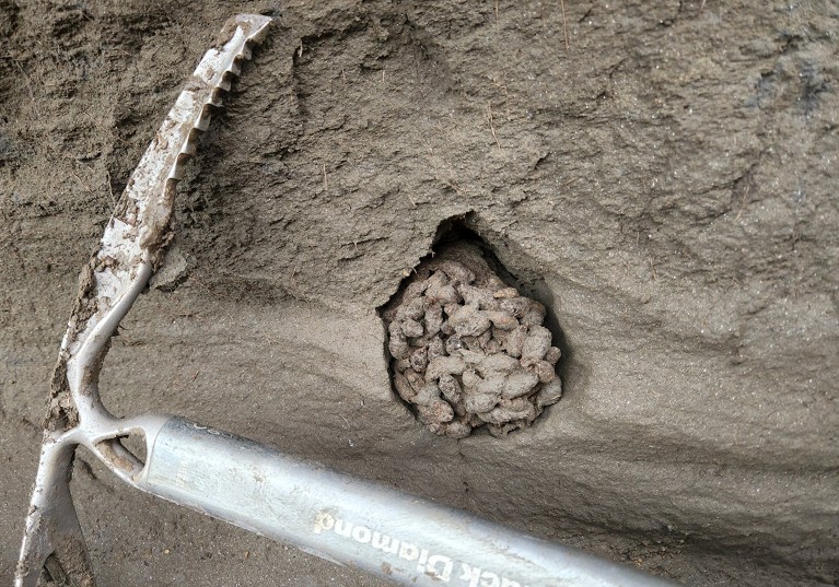 A cluster of fossilised Arctic ground squirrel faecal pellets, roughly the size of a fist, preserved in the permafrost alongside a pick axe for size comparison.