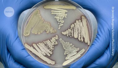 Antibiotic cocktail made by soil bacteria can kill superbugs