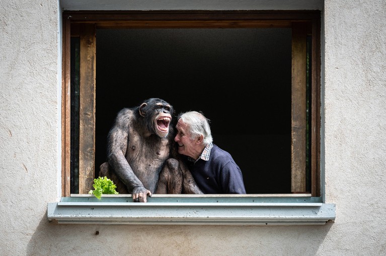 The owner of a zoo at an open window alongside a chimpanzee, both are laughing.