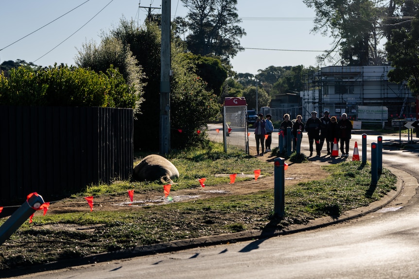 Neil the Seal, a juvenile elephant seal seen by a roadside in a suburban seaside neighbourhood.