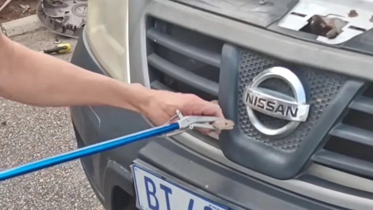 Video shows snake handler pulling venomous cobra from a car after man drove around with it