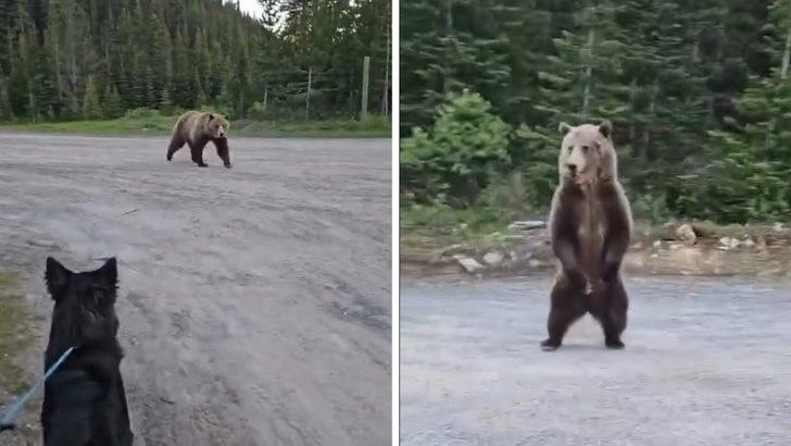 062626 bear standoff kal
