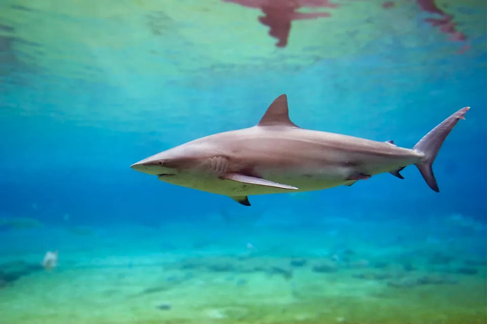 dusky shark swimmingqldian/Getty Images